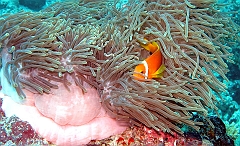 IMG_1090rf_Maldives_Madoogali_Plongee 11_Donagali thila_Poisson clown des maldives_Amphiprion nigripes